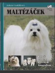 Maltézáček - náhled
