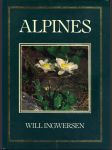 Alpines ingwersen will - náhled